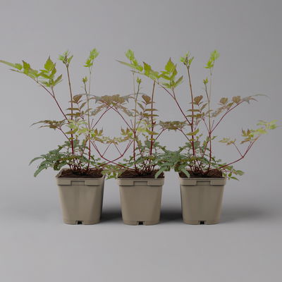 Bio Prachtspiere rot, Topf 11x11 cm, 3 Pflanzen