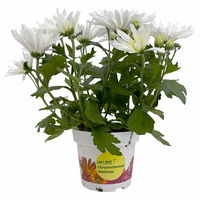 Chrysanthemen 'Sensation' weiß gefranst, Topf-Ø 14 cm, 4er-Set