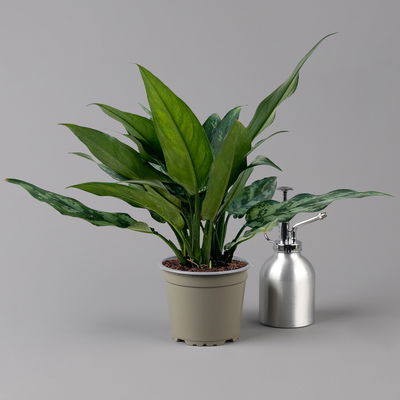 Aglaonema 'Maria', mit Übertopf Dallas weiß, Topf-Ø 12 cm Aglaonema 'Maria', mit Übertopf Dallas weiß, Topf-Ø 12 cm