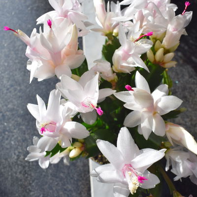 Weihnachtskaktus 'Duo', 2 Farben, Übertopf anthrazit, Topf-Ø 12 cm, 2 Pflanzen