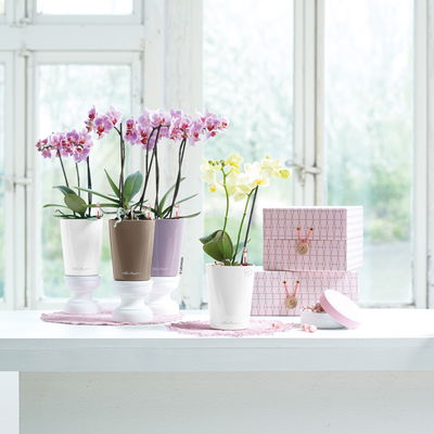 Lechuza 'Mini-Deltini', taupe, ca. 10 x 10 x H 13 cm