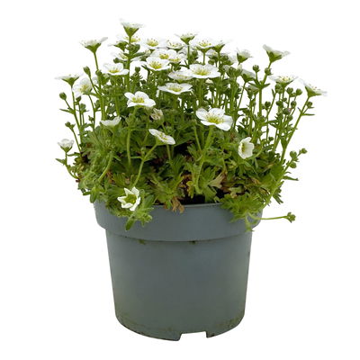 Moossteinbrech, weiß, Topf-Ø 13 cm, 6 Pflanzen Moossteinbrech, weiß, Topf-Ø 13 cm, 6 Pflanzen