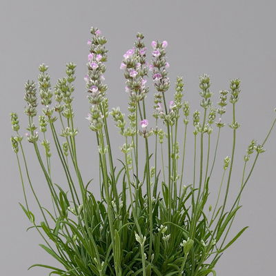 Lavendel rosa, Topf-Ø 13 cm, 6er-Set