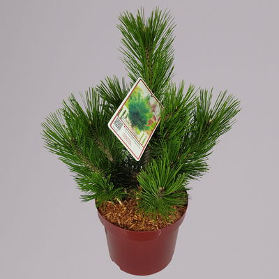 Zwerg Schlangenhautkiefer 'Little Dracula', Höhe 30-40 cm, Topf 4 Liter, 2er-Set Zwerg Schlangenhautkiefer 'Little Dracula', Höhe 30-40 cm, Topf 4 Liter, 2er-Set