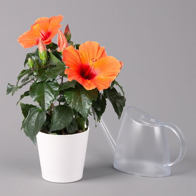 Hibiskus, orange, mit Keramiktopf weiß, Topf-Ø 13 cm, Höhe ca. 35 cm, 2 Pflanzen