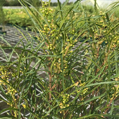 Säulen-Faulbaum, Rhamnus frangula 'Fine Line'®, grün, Topf 5 Liter Säulen-Faulbaum, Rhamnus frangula 'Fine Line'®, grün, Topf 5 Liter