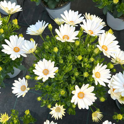 Kapkörbchen, Farbe zufällig, Topf-Ø 14 cm, 4 Pflanzen Kapkörbchen, Farbe zufällig, Topf-Ø 14 cm, 4 Pflanzen