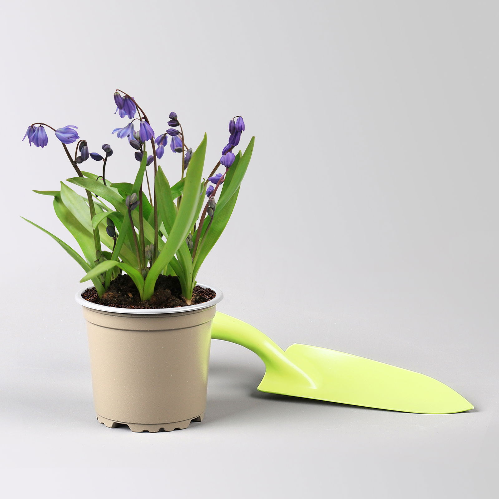 Zwiebelpflanzen-Set Farbenfreude, blau-weiß-gelb, Topf-Ø 10 cm, 9 Pflanzen Zwiebelpflanzen-Set Farbenfreude, blau-weiß-gelb, Topf-Ø 10 cm, 9 Pflanzen