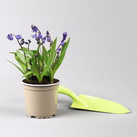 Zwiebelpflanzen-Set Farbenfreude, blau-weiß-gelb, Topf-Ø 10 cm, 9 Pflanzen Zwiebelpflanzen-Set Farbenfreude, blau-weiß-gelb, Topf-Ø 10 cm, 9 Pflanzen