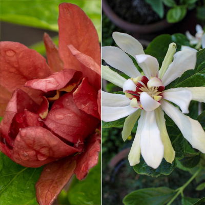 Gewürzstrauch-Set Rot-Weiß, 2er-Set, Höhe 60-80 cm, Topf 7,5 Liter Gewürzstrauch-Set Rot-Weiß, 2er-Set, Höhe 60-80 cm, Topf 7,5 Liter