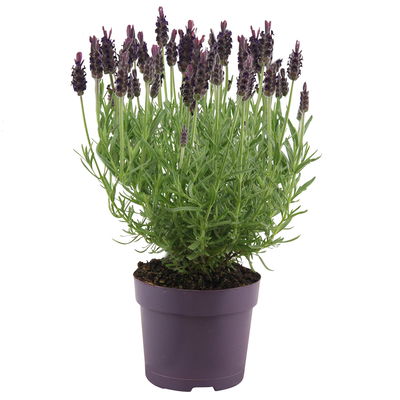 Schopflavendel 'Anouk', 6er-Set, Topf 10,5 cm Ø Schopflavendel 'Anouk', 6er-Set, Topf 10,5 cm Ø
