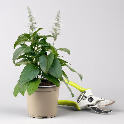 Pflanzenkreation 'Insektenbuffet', bunt, 6 Pflanzen inkl. Erde und Dünger