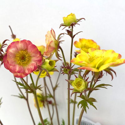 Bio Nelkenwurz 'Nonna', gelborange halbgefüllt, Topf-Ø 12 cm, 3 Pflanzen Bio Nelkenwurz 'Nonna', gelborange halbgefüllt, Topf-Ø 12 cm, 3 Pflanzen