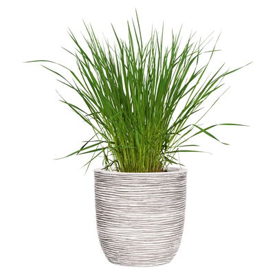 Capi Europe Pflanzgefäß 'Rib Cullen', elfenbein, ca. Ø 43 x H 41 cm