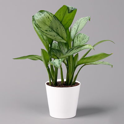Aglaonema 'Maria Christina', mit Übertopf Dallas weiß, Topf-Ø 12 cm Aglaonema 'Maria Christina', mit Übertopf Dallas weiß, Topf-Ø 12 cm