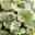 Pflanzenkreation Sommertraum, groß, 12 Pflanzen inkl. Erde und Dünger