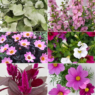 Pflanzenkreation Sommerromantik, groß, 6 Pflanzen inkl. Erde und Dünger