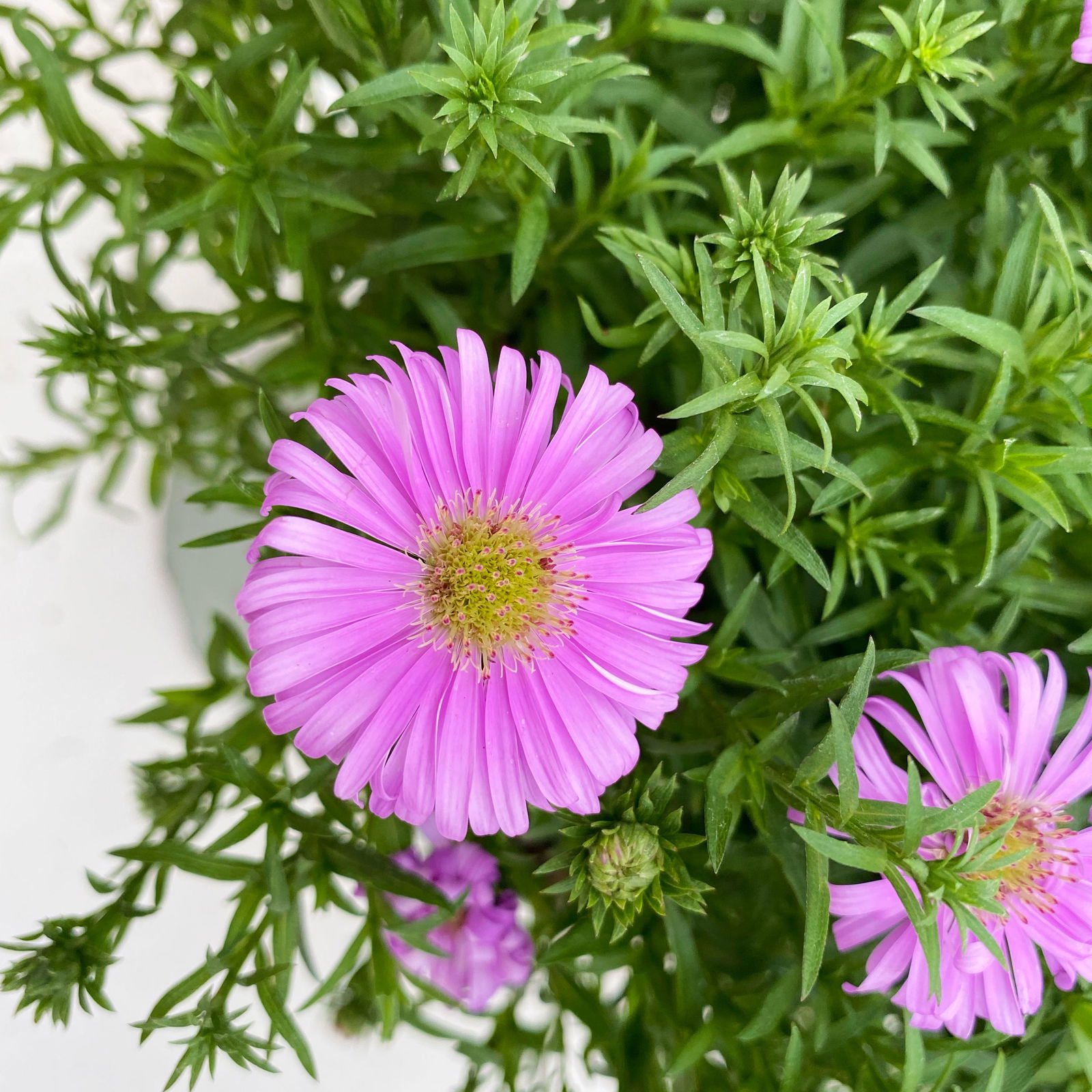 Kissenaster pink, Topf-Ø 17 cm, 2er-Set