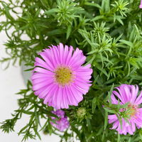 Kissenaster pink, Topf-Ø 17 cm, 2er-Set