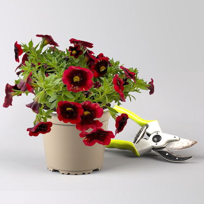 Zauberglöckchen 'Special Red Kiss', rot, Topf-Ø 13 cm, 6 Pflanzen Zauberglöckchen 'Special Red Kiss', rot, Topf-Ø 13 cm, 6 Pflanzen