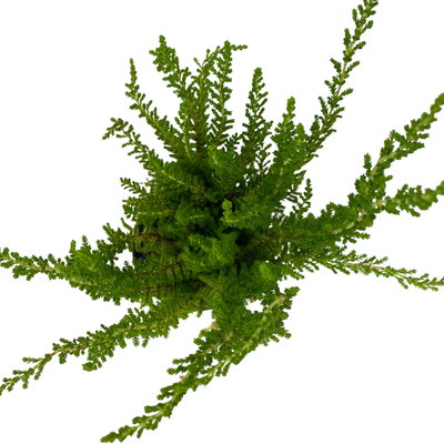 Besenheide SKYLINE®, Mischung zufällig, Topf-Ø 6,5 cm, 12 Pflanzen Besenheide SKYLINE®, Mischung zufällig, Topf-Ø 6,5 cm, 12 Pflanzen