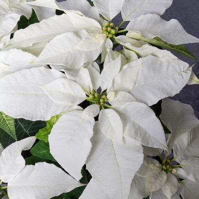 Bio Herbsttern, Euphorbia 'Princettia®', weiß, Topf-Ø 12 cm, 3 Pflanzen