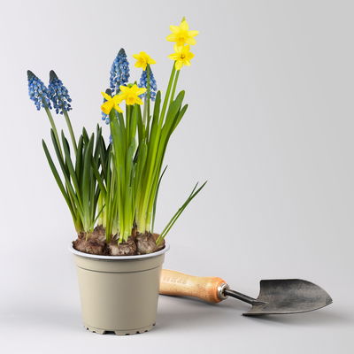 Mixtopf Narzissen und Muscari, blau-gelb, Topf-Ø 12 cm, 6 Pflanzen
