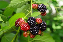 Brombeere Brombeere