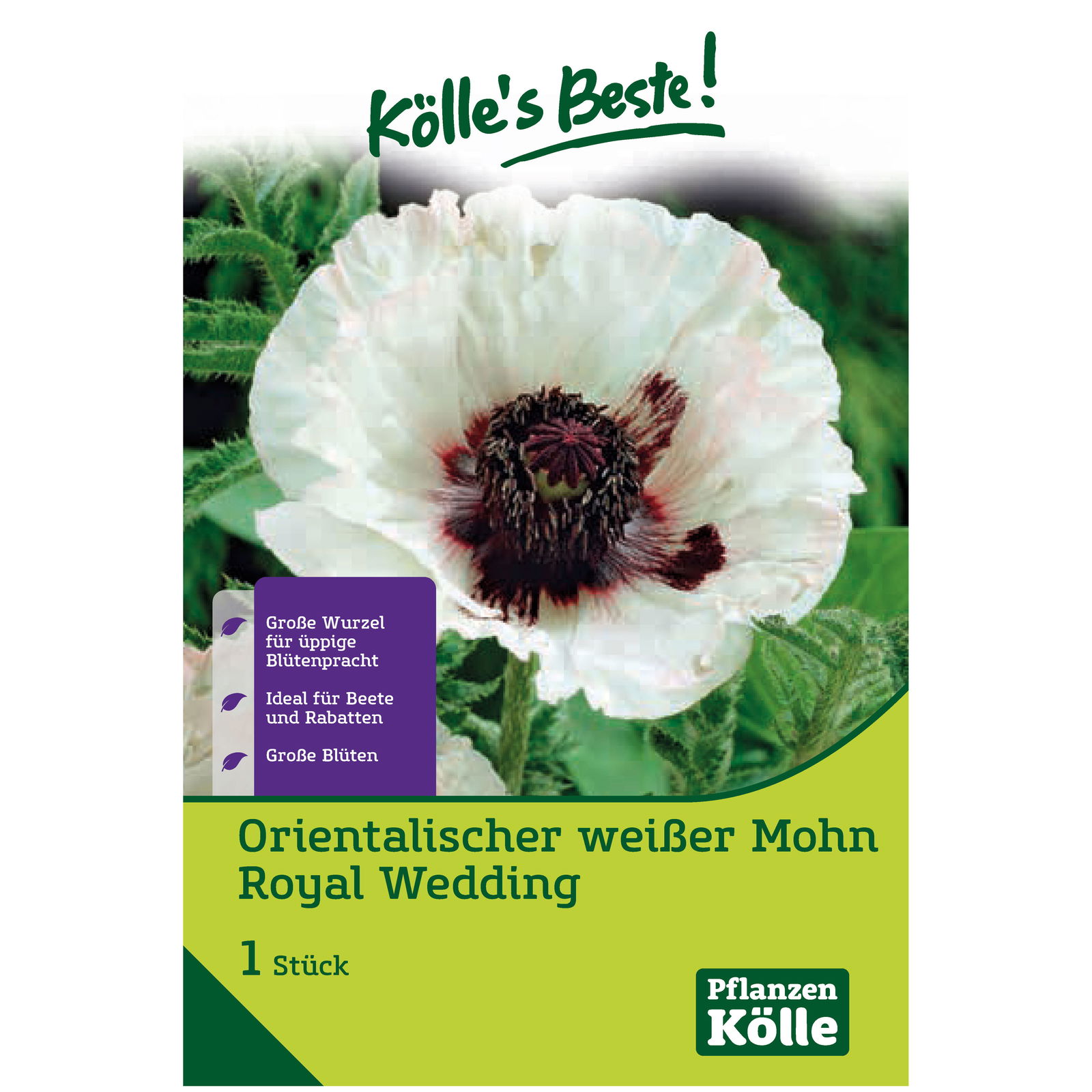 Orientalischer Mohn Royal Wedding, weiß, 1 Blumenzwiebel