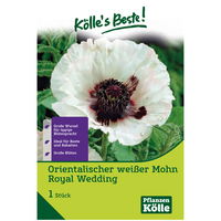 Orientalischer Mohn Royal Wedding, weiß, 1 Blumenzwiebel