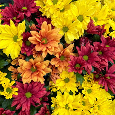 Chrysantheme Trio 'Sunset', orange-gelb-rot, Topf-Ø 12 cm, 6 Pflanzen Chrysantheme Trio 'Sunset', orange-gelb-rot, Topf-Ø 12 cm, 6 Pflanzen