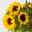 10 Sonnenblumen