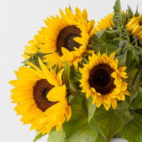 10 Sonnenblumen
