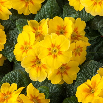 Pflanzenkreation Frühlingssonne, gelb-blau, Topf-Ø 10/10,5 cm, 6 Pflanzen Pflanzenkreation Frühlingssonne, gelb-blau, Topf-Ø 10/10,5 cm, 6 Pflanzen