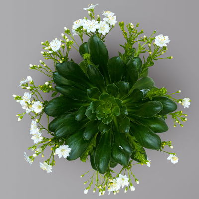 Lewisia cotyledon, Farben zufällig, Topf-Ø 12 cm, 6er-Set