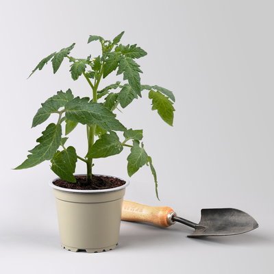 Bio Buschtomate 'Summerlast', Topf-Ø 12 cm, 3 Pflanzen