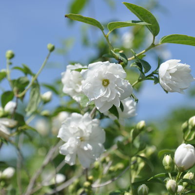 Gehölz-Set Duftjasmin, Höhe 40-60 cm, Topf je 4,6 Liter, 3 Pflanzen