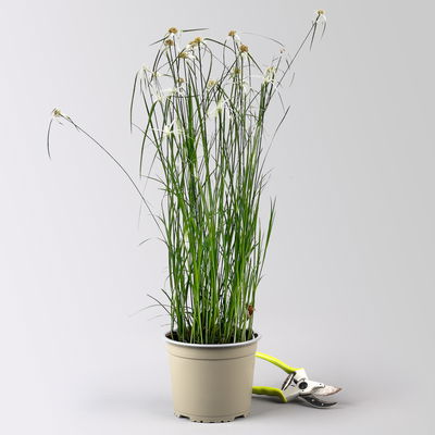 Rhynchospora colorata 'Sternentänzergras', Topf-Ø 17 cm, 2 Pflanzen