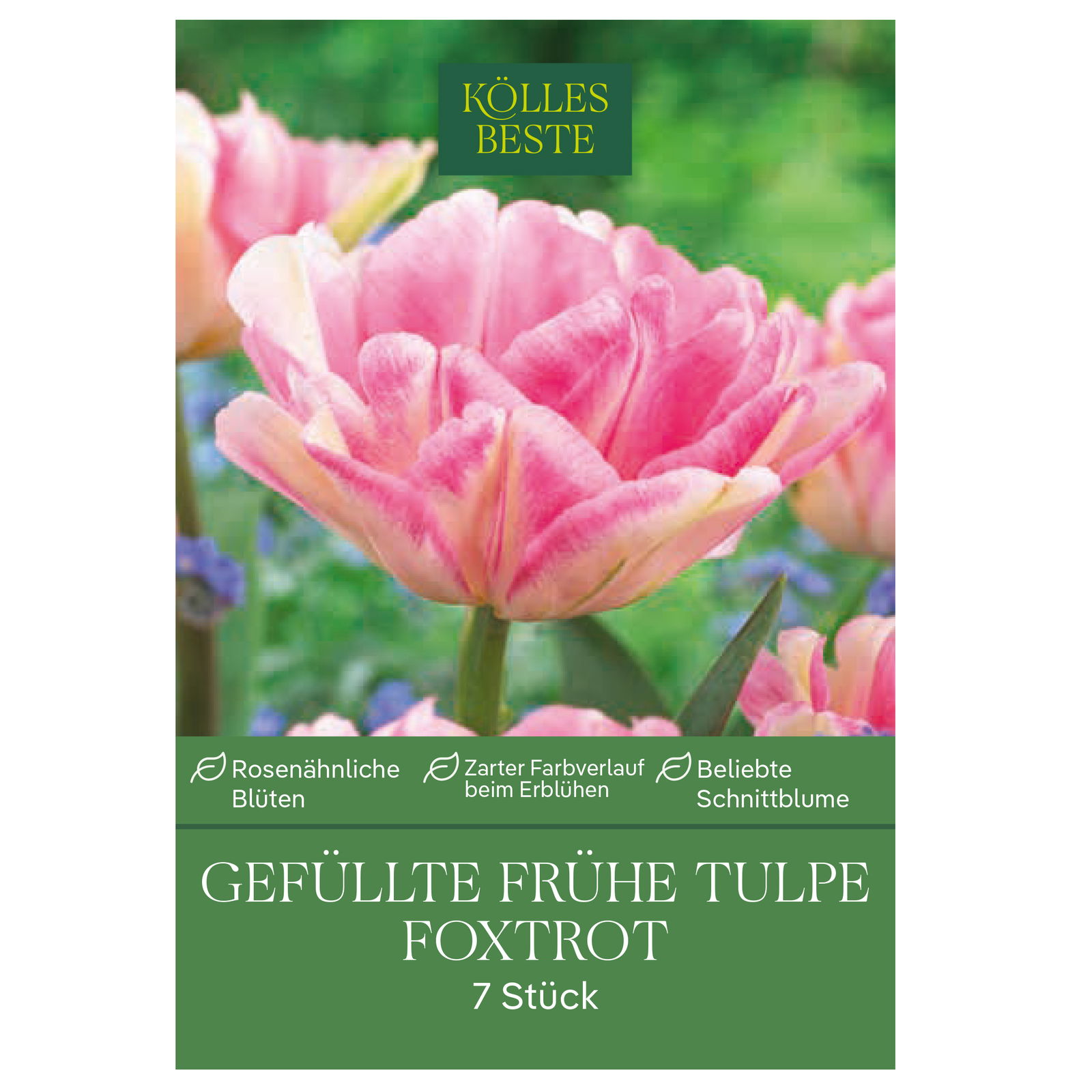 Tulpen 'Foxtrott', rosa, 7 Blumenzwiebeln
