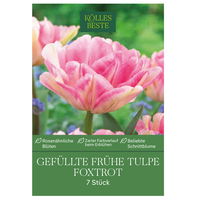 Tulpen 'Foxtrott', rosa, 7 Blumenzwiebeln