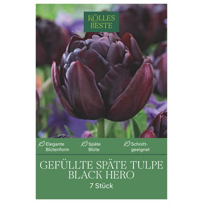Gefüllte späte Tulpen Black Hero schwarz, 7 Blumenzwiebeln Gefüllte späte Tulpen Black Hero schwarz, 7 Blumenzwiebeln