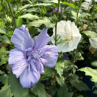 Duo-Gartenhibiskus 'Blue Chiffon®' und 'White Chiffon®', blau + weiß, 5 lt. Topf Duo-Gartenhibiskus 'Blue Chiffon®' und 'White Chiffon®', blau + weiß, 5 lt. Topf