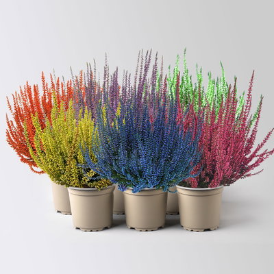 Knospenheide 'Picasso' gefärbt, Farben zufällig, Topf-Ø 12 cm, 6 Pflanzen Knospenheide 'Picasso' gefärbt, Farben zufällig, Topf-Ø 12 cm, 6 Pflanzen