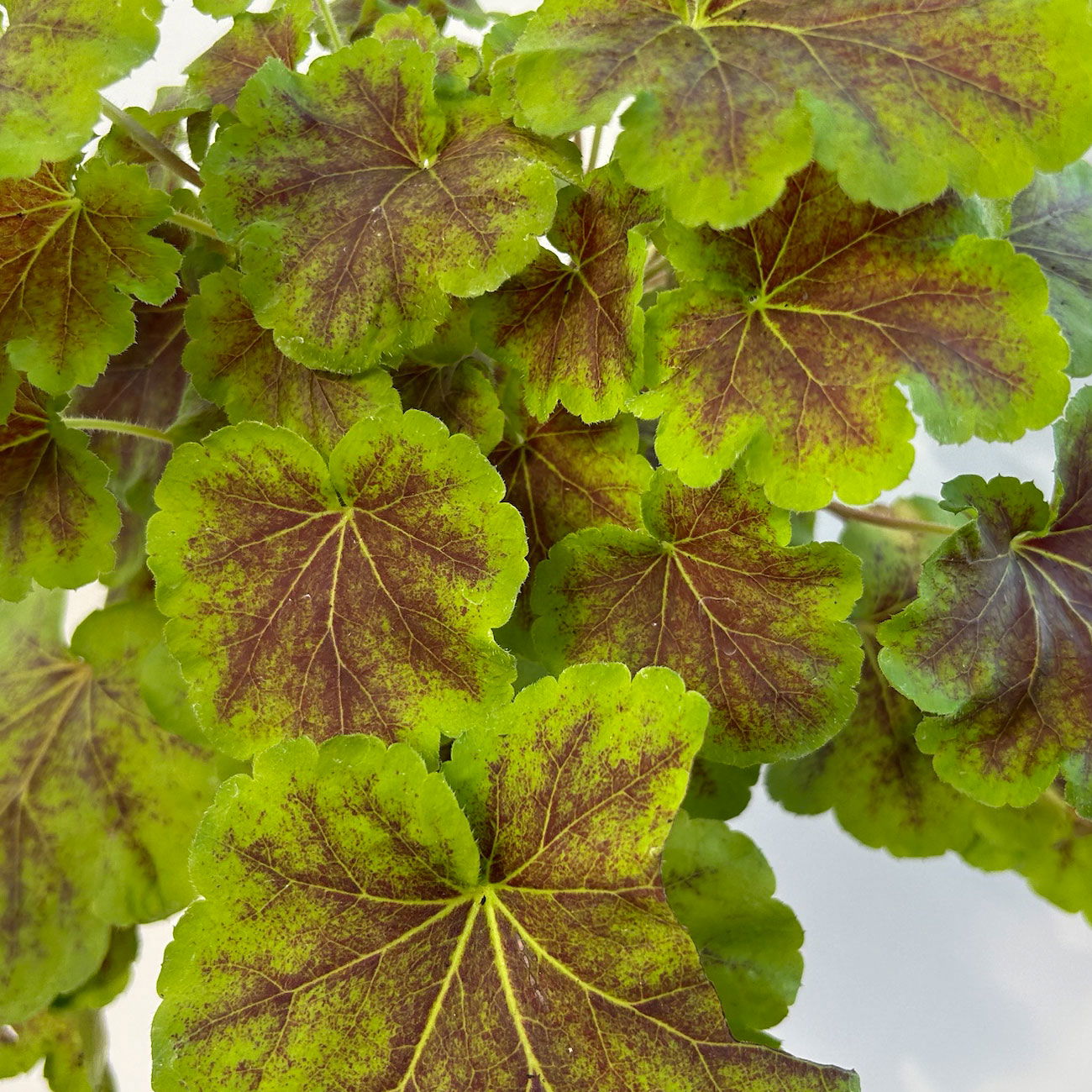 Heucherella 'Solar Eclipse®', rotbraun/limettengrün, Topf-Ø 12 cm, 3 Stück