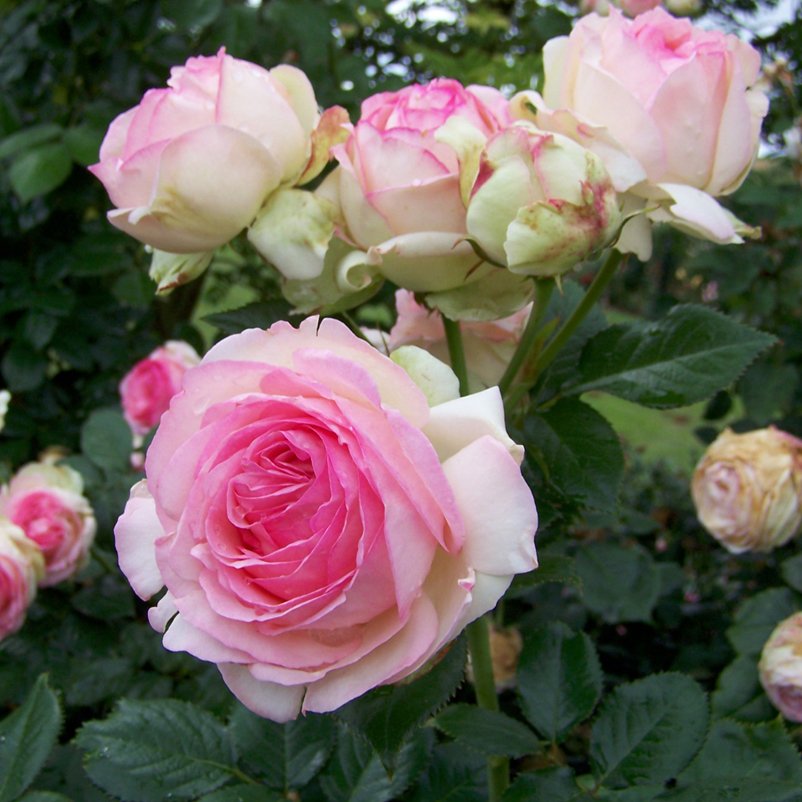 Strauchrose 'Eden Rose®', hellrosa, Topf 6 Liter
