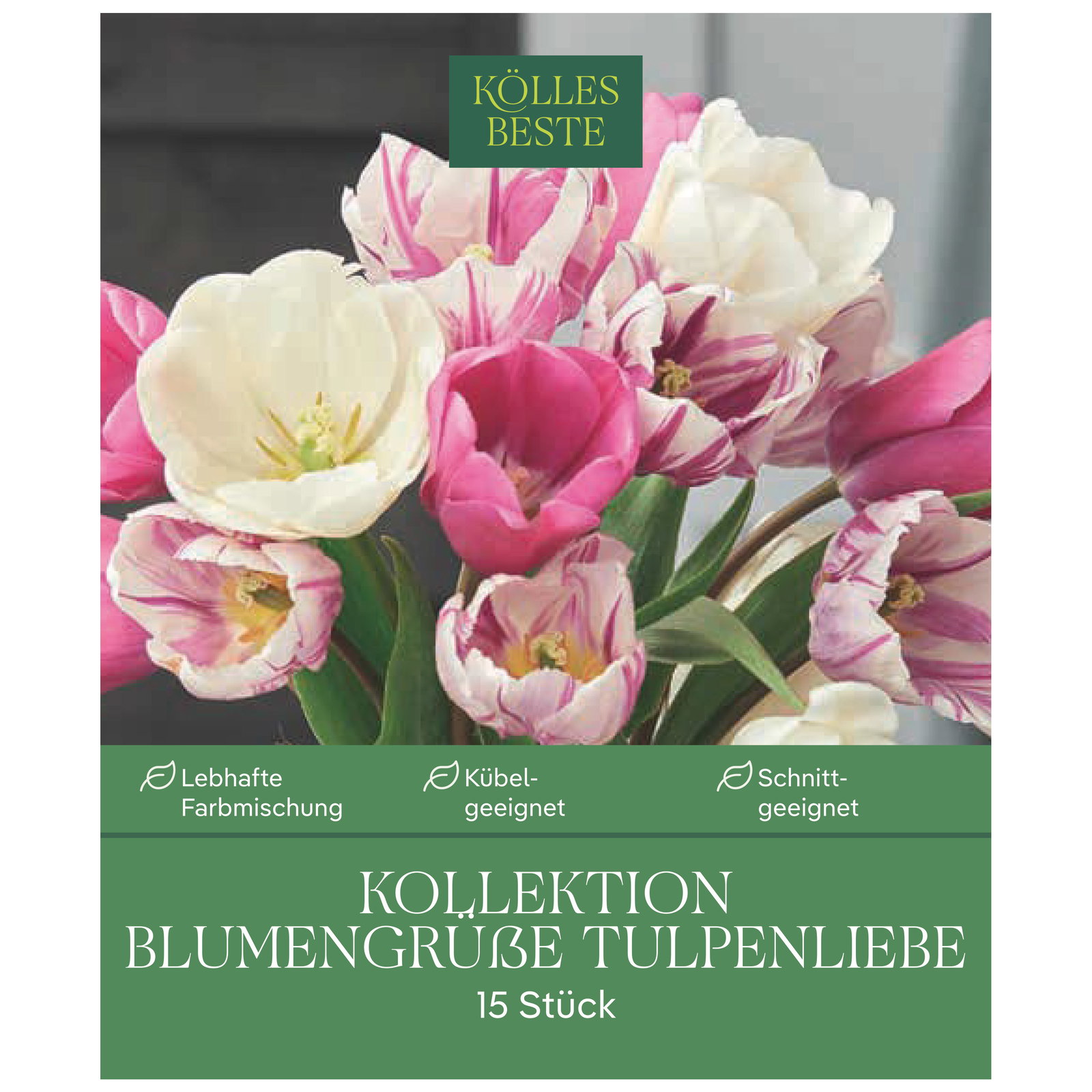Tulpen 'Blumengrüße - Tulpenliebe', weiß, rosa, Größe 12+, 15 Blumenzwiebeln Tulpen 'Blumengrüße - Tulpenliebe', weiß, rosa, Größe 12+, 15 Blumenzwiebeln