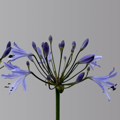 Agapanthus 'Summer Love™ Blue®' blau, Topf-Ø 24 cm Agapanthus 'Summer Love™ Blue®' blau, Topf-Ø 24 cm