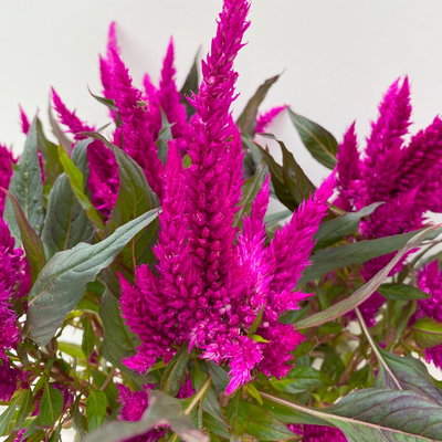 Celosia 'Javelin' lila, Topf-Ø 14 cm, 4er-Set