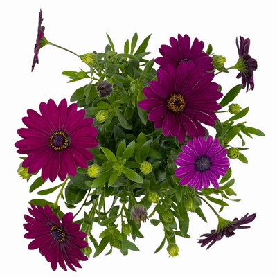 Kapkörbchen lila, Topf-Ø 12 cm, 6er-Set