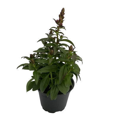 Löwenmäulchen rot, Topf 12 cm Ø, 6 Stück